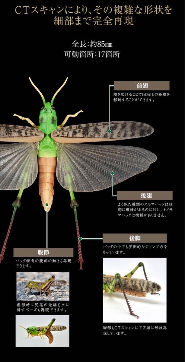 【コンプリート】カプセル版いきもの大図鑑アドバンス　トノサマバッタ4種 いきもの大図鑑アドバンス トノサマバッタ｜ガシャポン